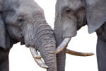 Dimex Vlies Fotótapéta - Close-up of two African bush elephant - 375x250 cm (MS-5-0481)