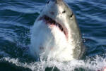 Dimex SHARK fotótapéta, poszter, vlies alapanyag, 375x250 cm (MS-5-0217)