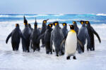 Dimex Vlies Fotótapéta - King Penguins - 375x250 cm (MS-5-0416)