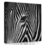 Consalnet Zebra portré, vászonkép 80x80 cm méretben (C5-12736O2)