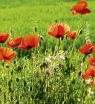 Dimex POPPY FIELD fotótapéta, poszter, vlies alapanyag, 225x250 cm (MS-3-0092)