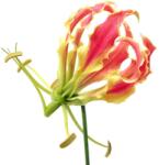 Consalnet Virág poszter, fotótapéta, Vlies (104 x 70, 5 cm) (C1-194VEM)