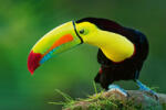 Dimex Vlies Fotótapéta - Rainbow-billed toucan - 375x250 cm (MS-5-0409)