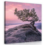 Consalnet Fa a sziklán, vászonkép 40x40 cm méretben (C5-11749O5)