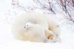 Dimex POLAR BEARS fotótapéta, poszter, vlies alapanyag, 375x250 cm (MS-5-0431)