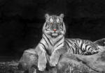 Sverus Fotótapéta White Tiger, 416 x 290 cm (SV-24078877WM-416X290CM)