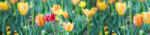 Dimex SPRING FLOWERS öntapadós konyhai poszter, 260x60 cm (KI-260-122)