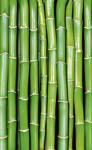 Dimex BAMBOO fotótapéta, poszter, vlies alapanyag, 150x250 cm (MS-2-0165)