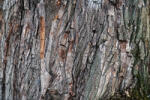 Dimex Vlies Fotótapéta - Oak tree bark - 375x250 cm (MS-5-2346)