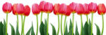 Dimex BED OF TULIPS öntapadós konyhai poszter, 180x60 cm (KI-180-058)