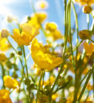 Dimex YELLOW FLOWERS fotótapéta, poszter, vlies alapanyag, 225x250 cm (MS-3-0134)