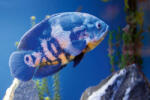 Dimex Vlies Fotótapéta - Big blue fish in aqurium - 375x250 cm (MS-5-0510)