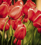 Dimex RED TULIPS fotótapéta, poszter, vlies alapanyag, 225x250 cm (MS-3-0128)