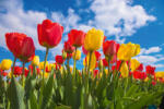 Dimex Vlies Fotótapéta - Spring tulip field - 375x250 cm (MS-5-1379)