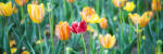 Dimex SPRING FLOWERS öntapadós konyhai poszter, 180x60 cm (KI-180-122)