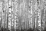 Dimex Vlies Fotótapéta - Spring trunks - 375x250 cm (MS-5-1906)