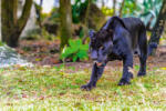 Dimex Vlies Fotótapéta - Black panther walks - 375x250 cm (MS-5-0600)