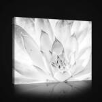 Consalnet Vászonkép, Fekete-fehér virág, 80x60 cm méretben (C5-2615O6)