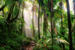 Dimex BEAUTIFUL JUNGLE PATH fotótapéta, poszter, vlies alapanyag, 375x250 cm (MS-5-1591)