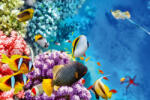 Dimex Vlies Fotótapéta - Wonderful underwater world - 375x250 cm (MS-5-0506)