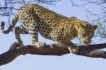 Consalnet Jaguár poszter, fotótapéta (104 x 70, 5 cm) (C1-176VEM)