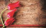 Consalnet Tulipánok poszter, fotótapéta (104 x 70, 5 cm) (C1-272VEM)