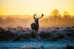 Dimex Vlies Fotótapéta - Red Deer - 375x250 cm (MS-5-0618)