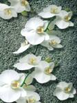Consalnet Orchidea poszter, fotótapéta (206 x 275 cm) (C1-1016VEA)