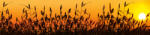 Dimex REED AGAINST SUNSET öntapadós konyhai poszter, 260x60 cm (KI-260-128)