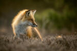 Dimex Vlies Fotótapéta - Red fox posing in the sun - 375x250 cm (MS-5-0611)
