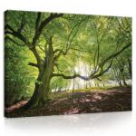 Consalnet Vászonkép, Erdő, 100x75 cm méretben (C5-11799O1)