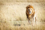 Dimex Vlies Fotótapéta - Beautiful lion standing - 375x250 cm (MS-5-0604)