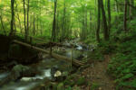 Dimex Vlies Fotótapéta - Forest stream - 375x250 cm (MS-5-3098)