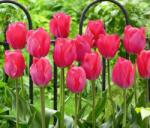 Benex 5 db-os Tulipán virághagyma - Kapers Tulipán Van Eijk 12+ (K114A)