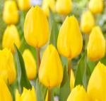 Benex 5 db-os Tulipán virághagyma - Kapers Tulipán Strong Gold - Arany 12+ (K110A)