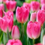 Benex 5 db-os Tulipán virághagyma - Kapers Tulipán Dynasty 12+ (K113C)