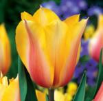 Benex 5 db-os Tulipán virághagyma - Kapers Tulipán Blushing Lady- Piruló hölgy 11/12 (K393E)