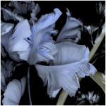 ERISMANN Virágmintás fekete-kék színárnyalatú Vlies tapéta Fashion for walls 4 2555N72 2555N72 (2555N72)