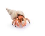 Universul acvatic PAPO FIGURINA CRAB PUSTNIC (Papo56054) Figurina