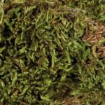 TRIXIE Moha a nedvesség megtartására - 200 g