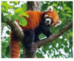 Bear Toys 3D Vörös panda hű tő mágnes (CO375230)