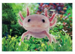 Bear Toys 3D Axolotl hű tő mágnes (CO375827)