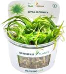 Dennerle Plants Blyxa japonica CUP - 1 db
