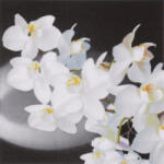  Ti-Flair Szalvéta 24 x 24 cm 3 Rétegű 20 Lap/Csomag Orchidea Bianca Black (AAC787)