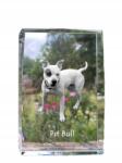 Art-Dog Pitbull, Pit Bull kutya kép kristályban, ajándéktárgy, trófea, köszönetajándék (5055882465824)
