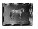 Art-Dog Baszk hegyi ló fotó díszes kristályban, ajándéktárgy, lakásdekoráció (5055882450271)