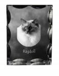 Art-Dog Ragdoll macska fotó díszes kristályban, ajándéktárgy, lakásdekoráció (5055882449510)