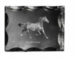 Art-Dog Zweibrucker ló fotó díszes kristályban, ajándéktárgy, lakásdekoráció (5055882450455)