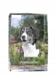 Art-Dog Appenzeller kutya kép kristályban, ajándéktárgy, trófea, köszönetajándék (5055882466975)