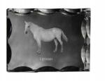 Art-Dog Lipicai ló fotó díszes kristályban, ajándéktárgy, lakásdekoráció (5055882450103)